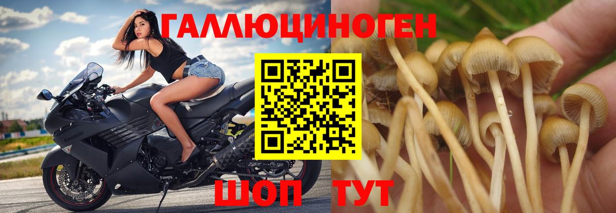купить наркотики сайты  Галлюциногенные грибы Psilocybe  Вход с VPN  Мегион 